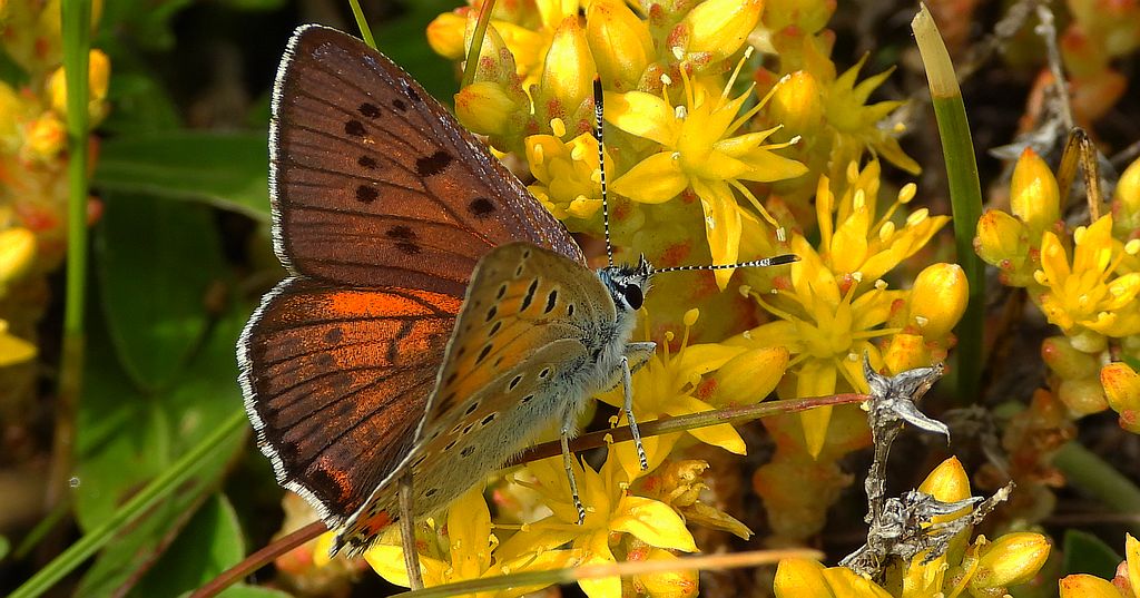 Czerwończyk zamgleniec (Lycaena alciphron)