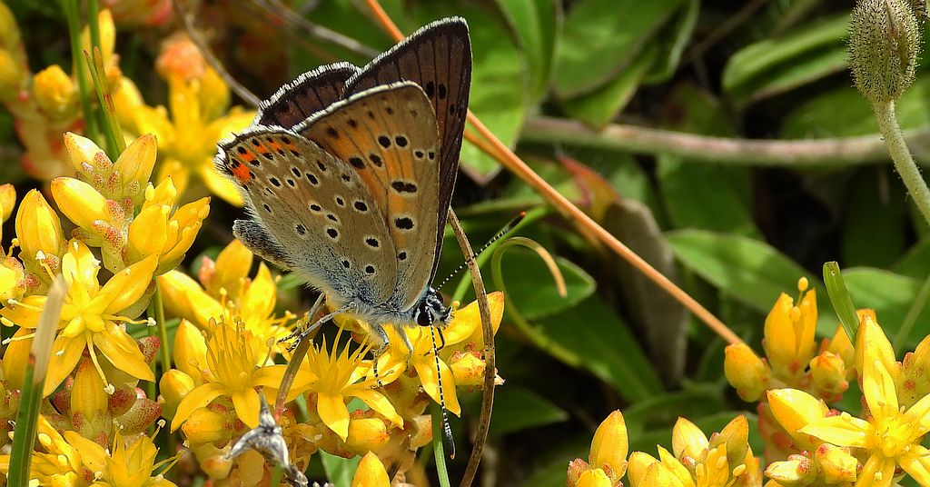 Czerwończyk zamgleniec (Lycaena alciphron)