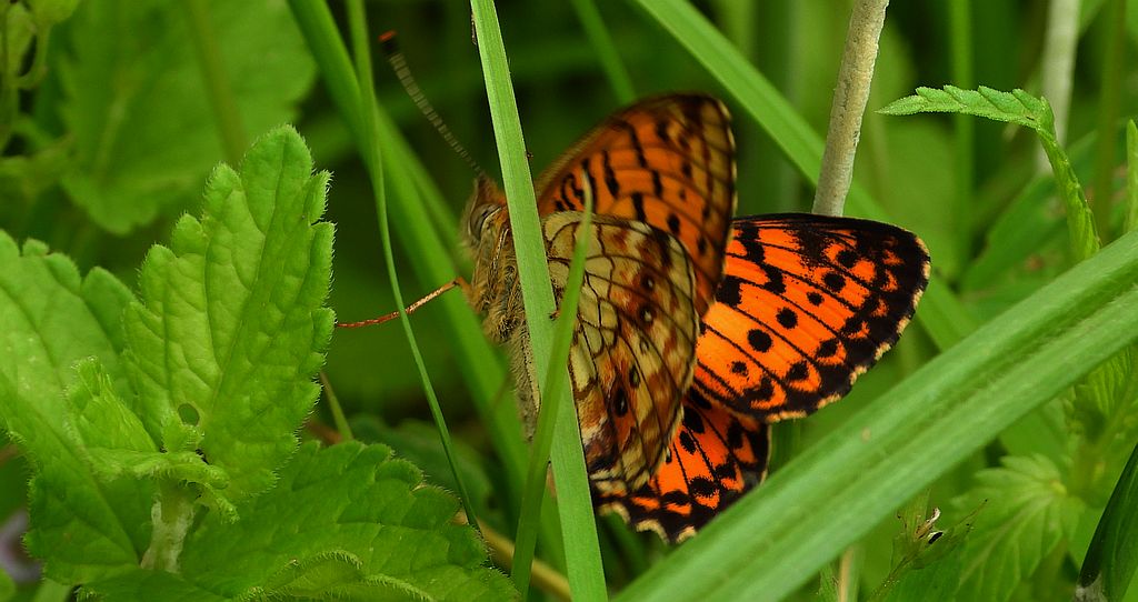 Dostojka ino (Brenthis ino)