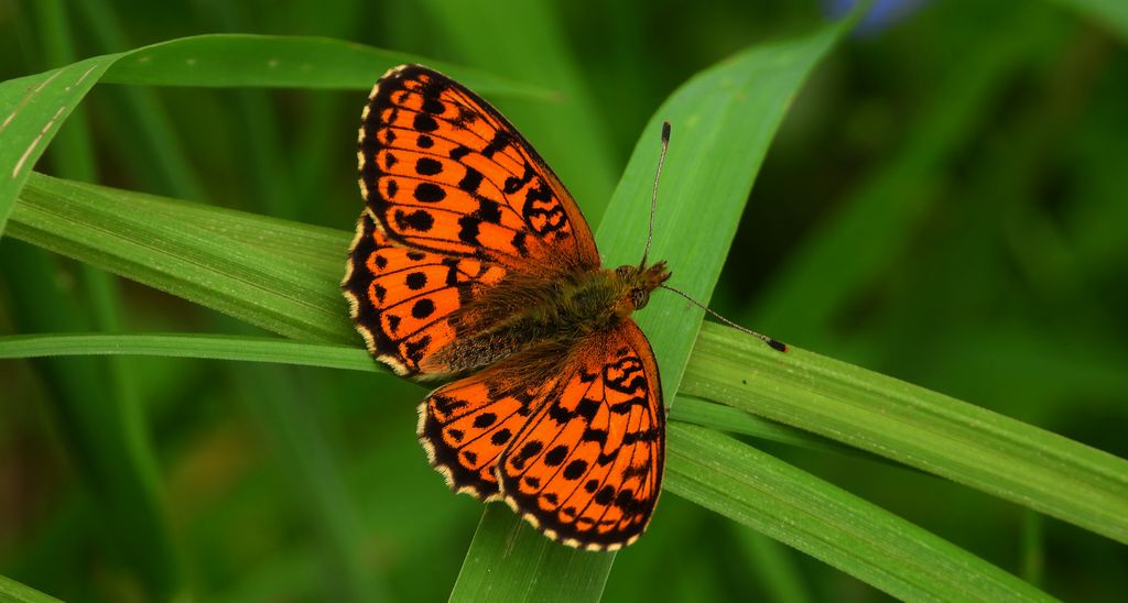 Dostojka ino (Brenthis ino)