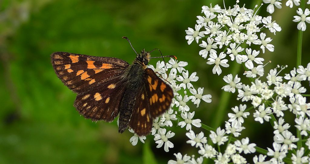 Kosternik palemon (Carterocephalus palaemon)