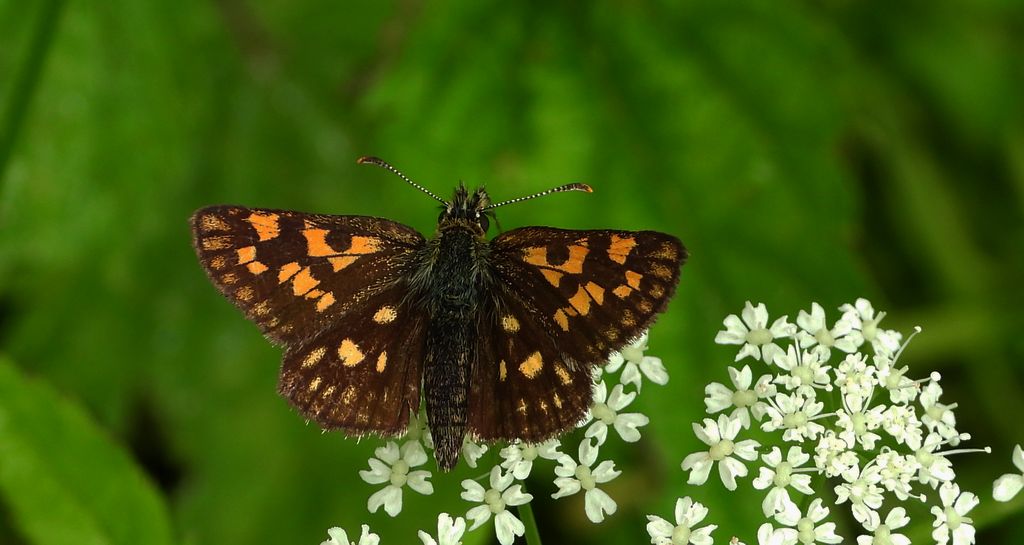 Kosternik palemon (Carterocephalus palaemon)