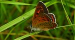 Czerwończyk fioletek (Lycaena helle)