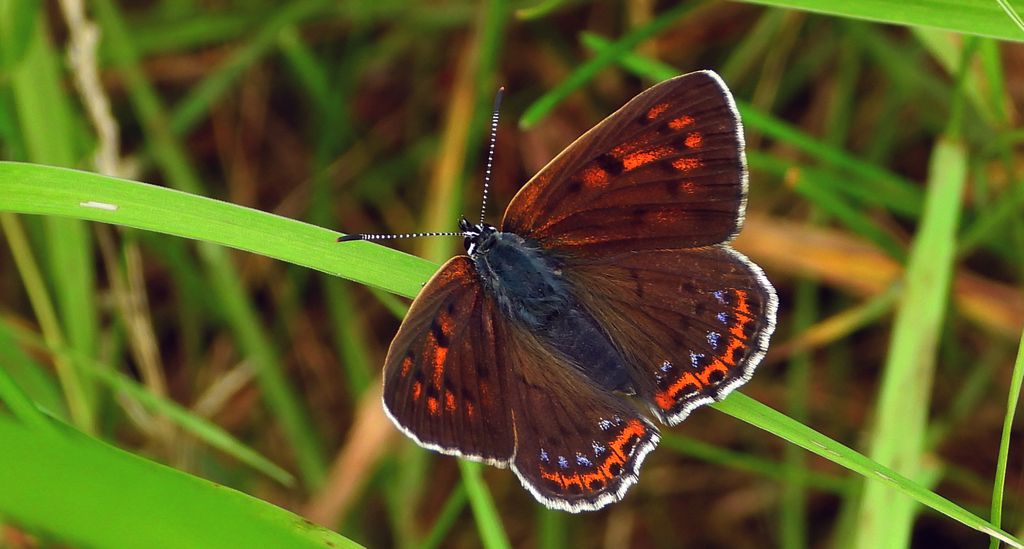 Czerwończyk fioletek (Lycaena helle)