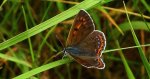 Czerwończyk fioletek (Lycaena helle)