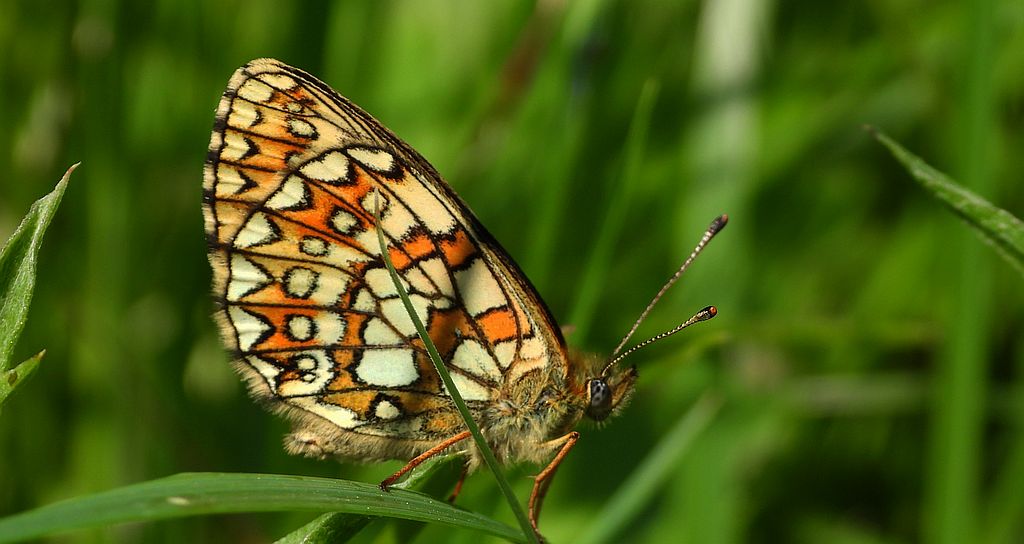 Dostojka eunomia (Boloria eunomia)