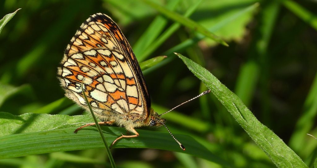 Dostojka eunomia (Boloria eunomia)