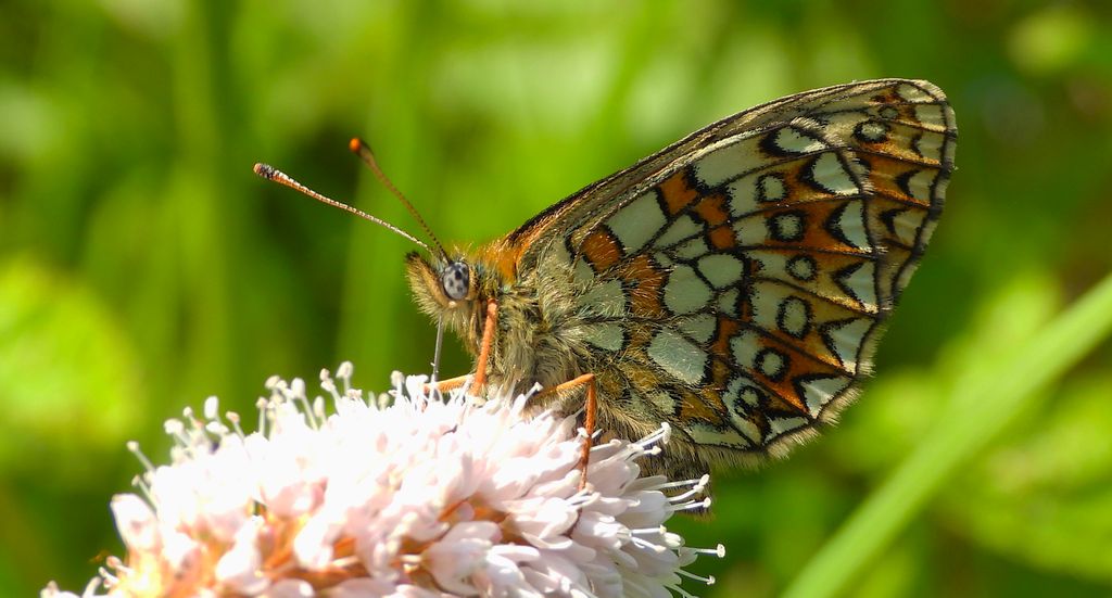 Dostojka eunomia (Boloria eunomia)
