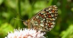 Dostojka eunomia (Boloria eunomia)