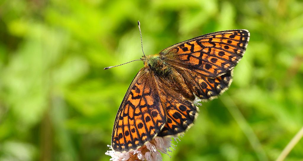 Dostojka eunomia (Boloria eunomia)