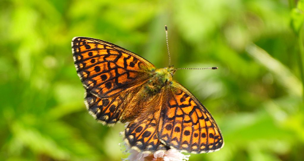 Dostojka eunomia (Boloria eunomia)
