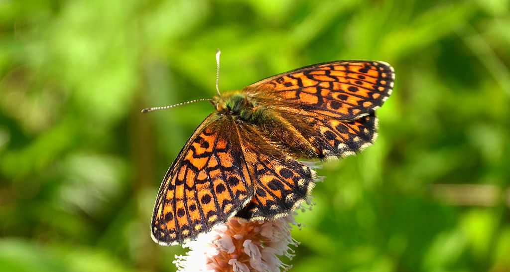 Dostojka eunomia (Boloria eunomia)