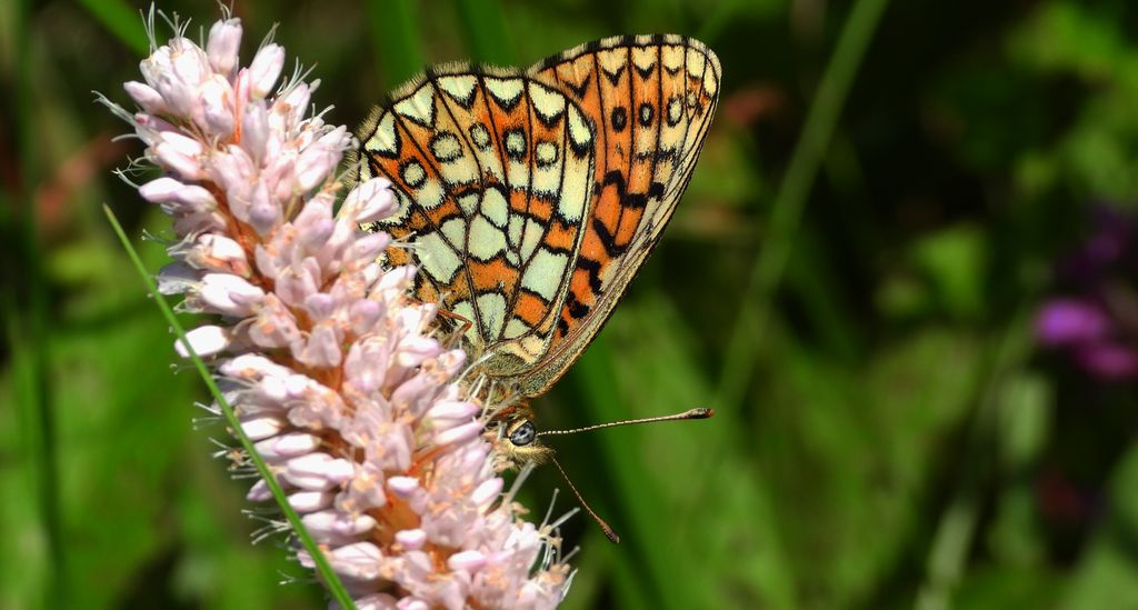 Dostojka eunomia (Boloria eunomia)