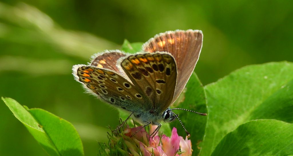 Modraszek agestis (Aricia agestis)