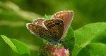 Modraszek agestis (Aricia agestis)