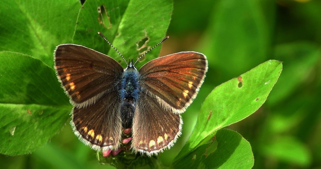 Modraszek agestis (Aricia agestis)