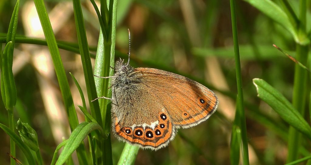 Strzępotek hero (Coenonympha hero)
