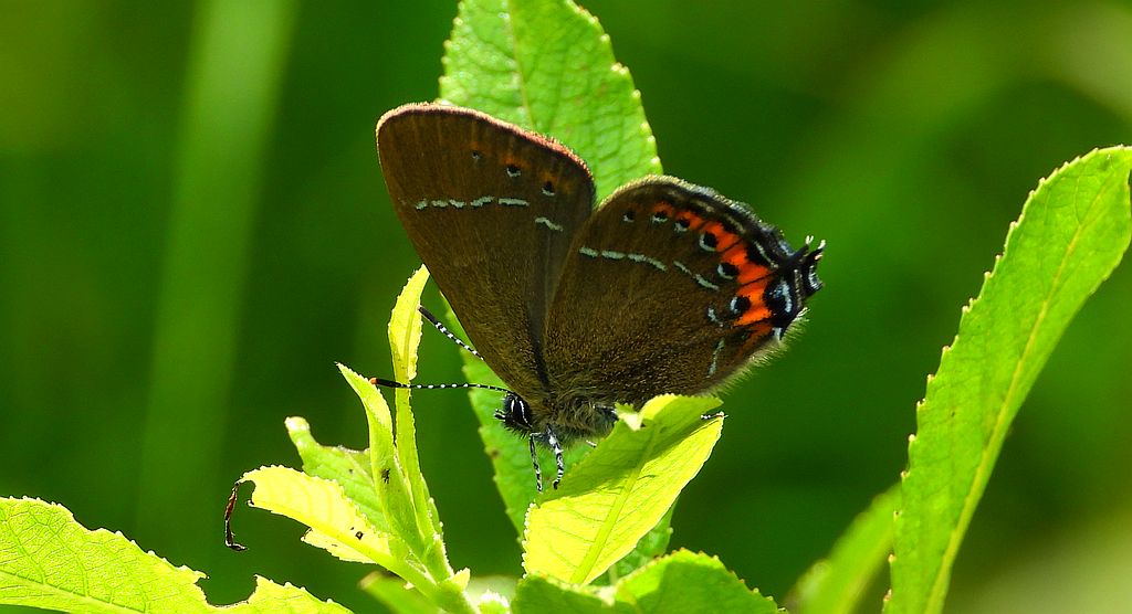 Ogończyk śliwowiec (Satyrium pruni)