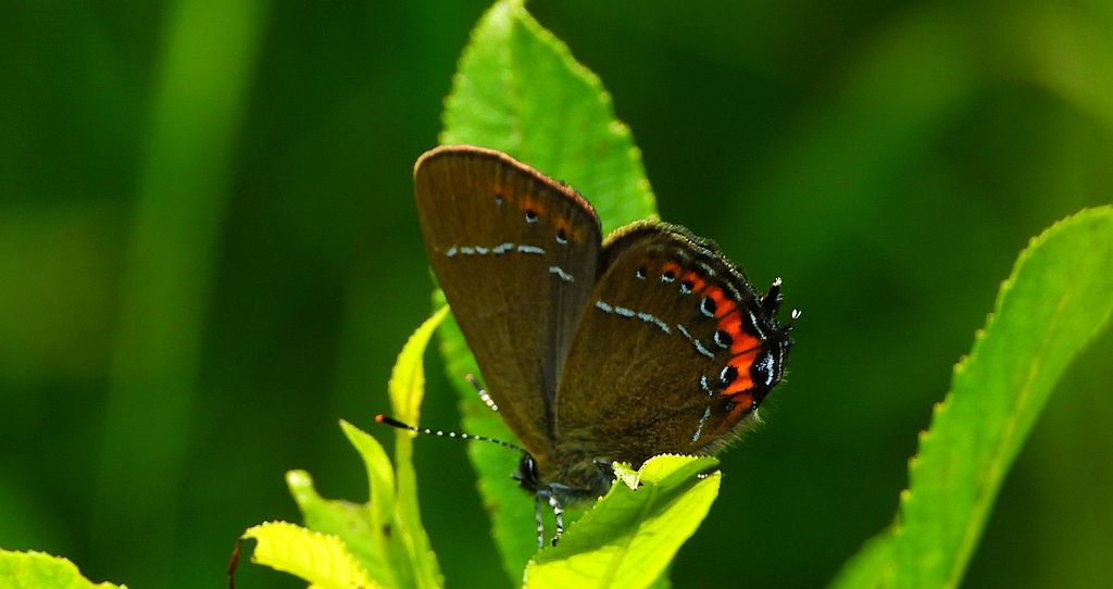 Ogończyk śliwowiec (Satyrium pruni)