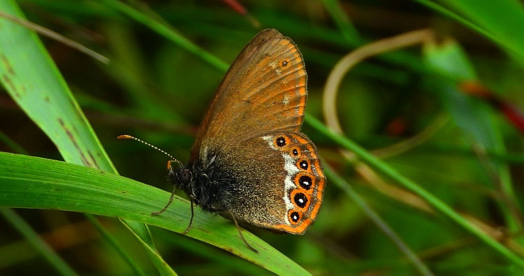 Strzępotek hero (Coenonympha hero)