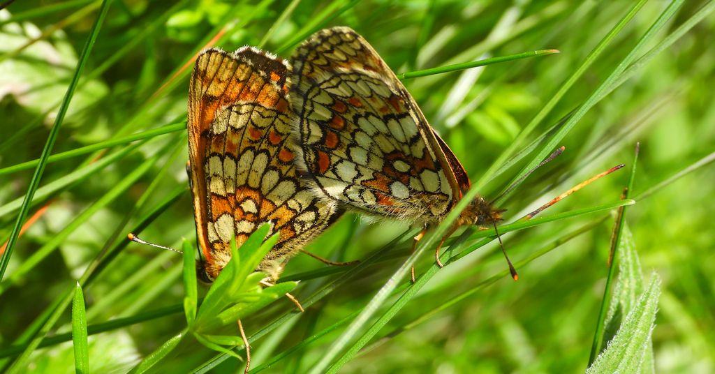 Przeplatka atalia (Melitaea athalia)