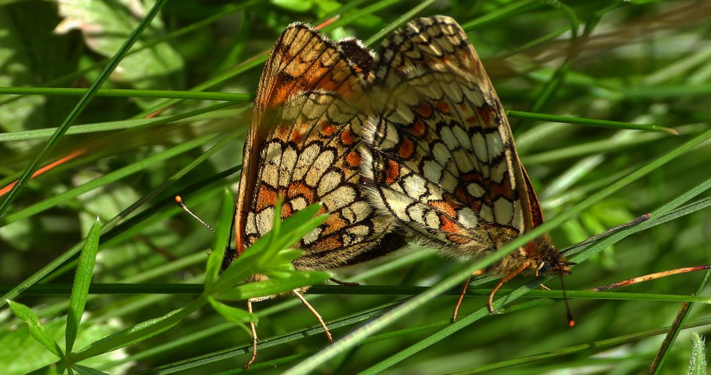 Przeplatka atalia (Melitaea athalia)