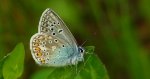 Modraszek ikar (Polyommatus icarus)