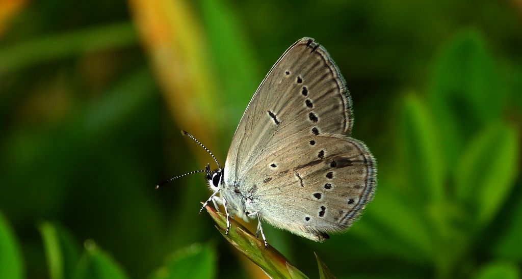 Modraszek malczyk (Cupido minimus)