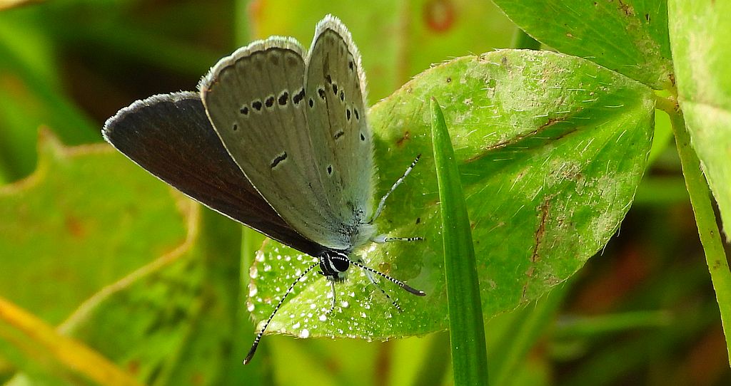 Modraszek malczyk (Cupido minimus)