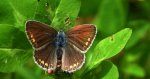 Modraszek agestis (Aricia agestis)