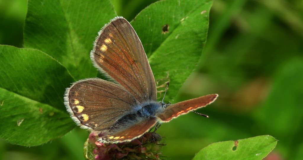 Modraszek agestis (Aricia agestis)