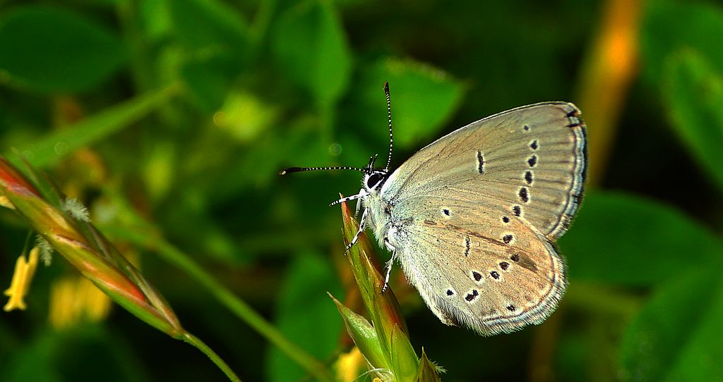 Modraszek malczyk (Cupido minimus)