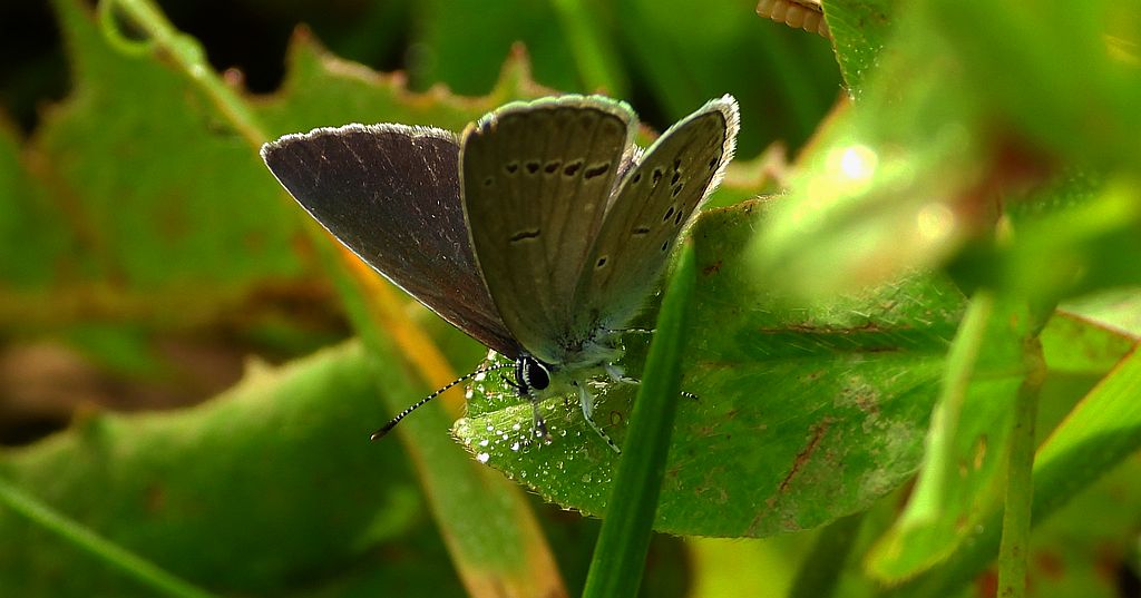 Modraszek malczyk (Cupido minimus)