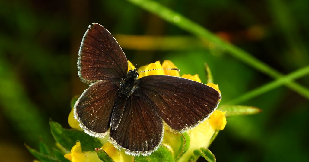 Modraszek malczyk (Cupido minimus)