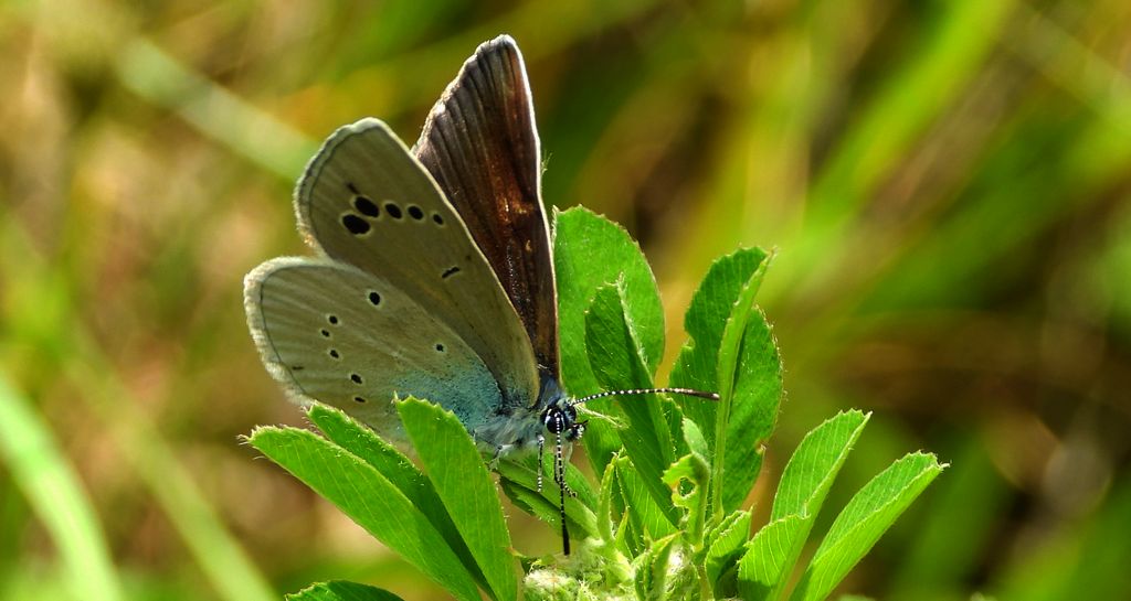 Modraszek aleksis (Glaucopsyche alexis)