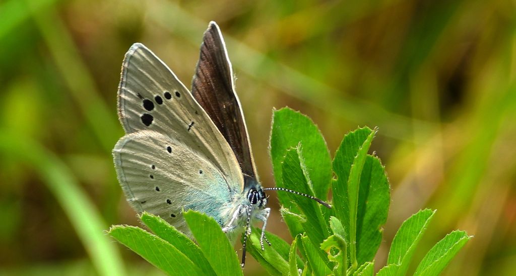 Modraszek aleksis (Glaucopsyche alexis)