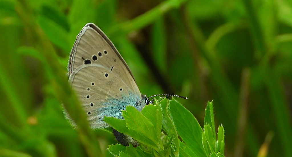 Modraszek aleksis (Glaucopsyche alexis)
