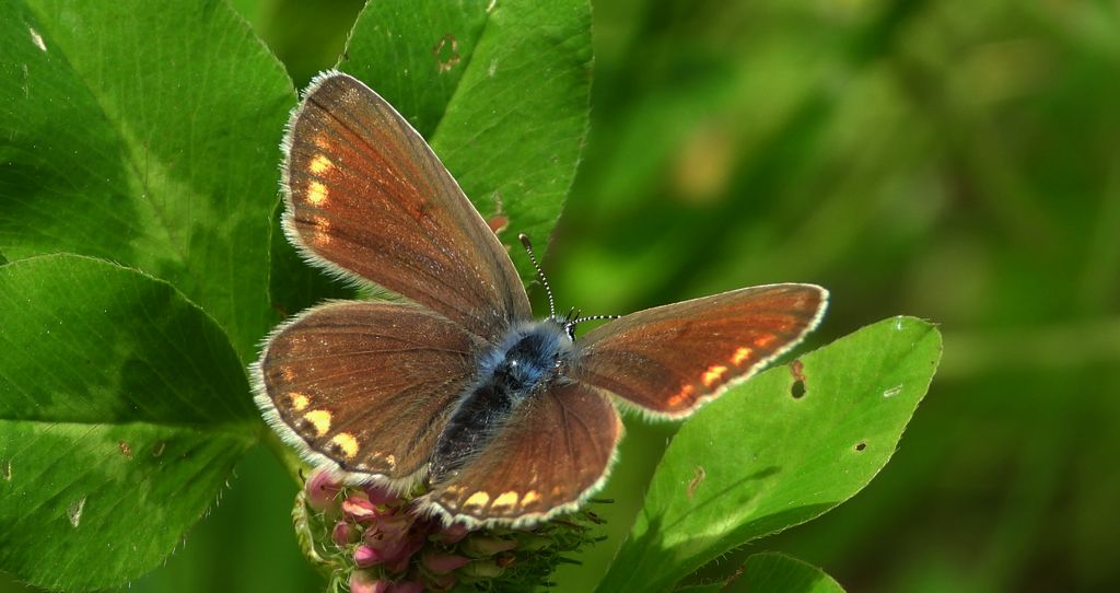 Modraszek agestis (Aricia agestis)