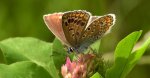 Modraszek agestis (Aricia agestis)