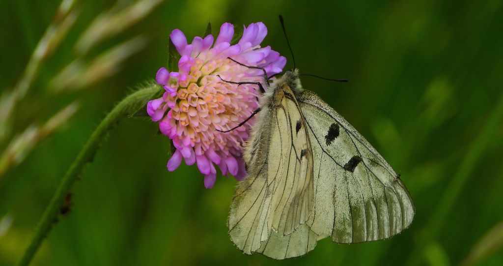 Niepylak mnemozyna (Parnassius mnemosyne)