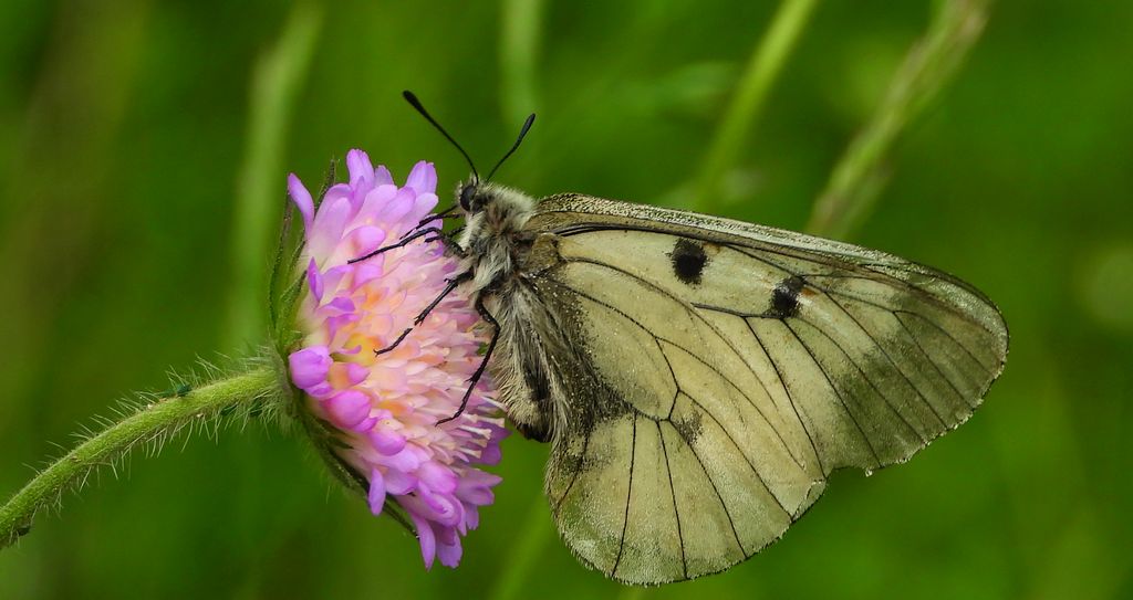 Niepylak mnemozyna (Parnassius mnemosyne)