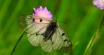 Niepylak mnemozyna (Parnassius mnemosyne)