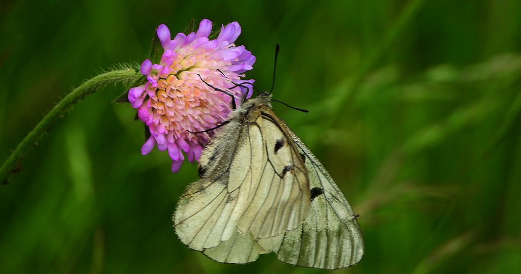 Niepylak mnemozyna (Parnassius mnemosyne)