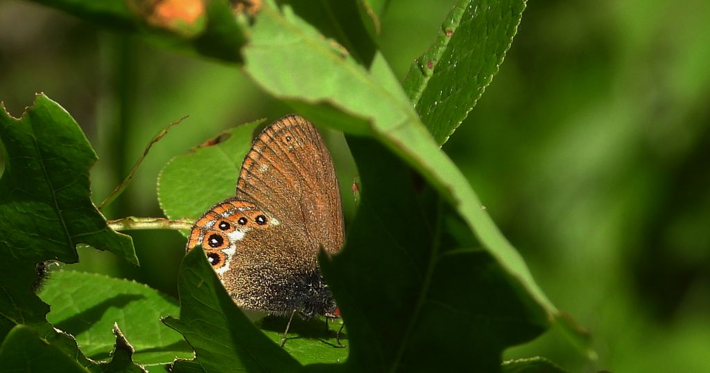 Strzępotek hero (Coenonympha hero)