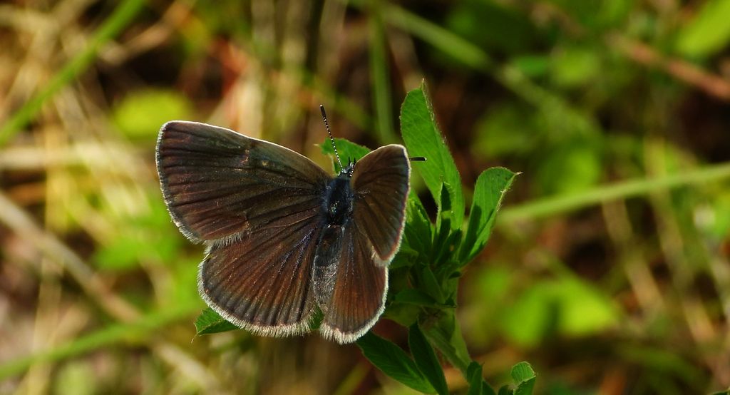Modraszek aleksis (Glaucopsyche alexis)