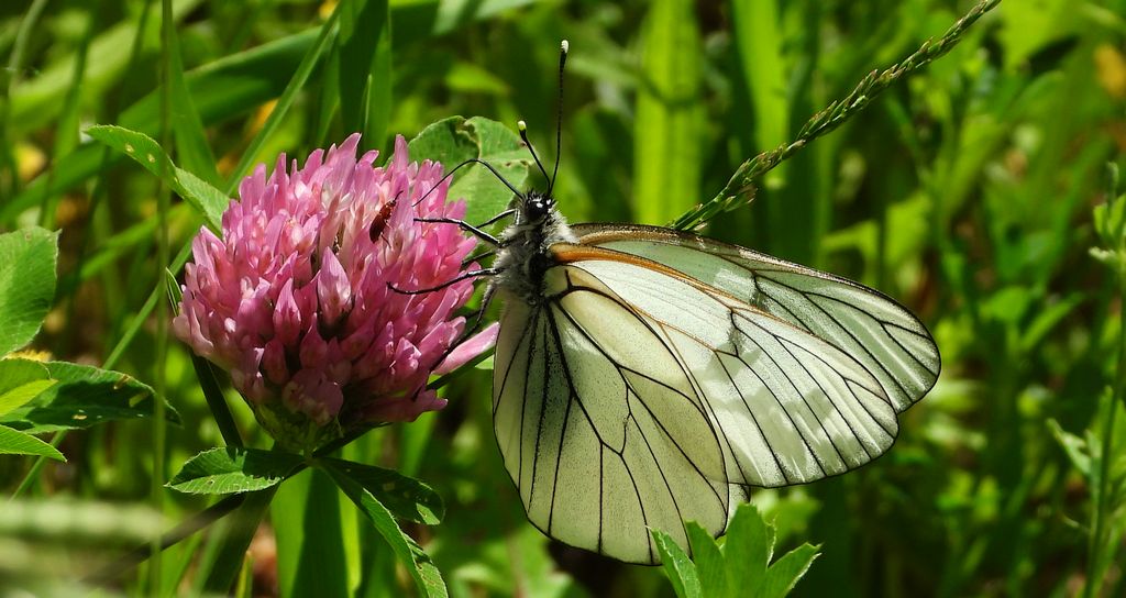 Niestrzęp głogowiec (Aporia crataegi)