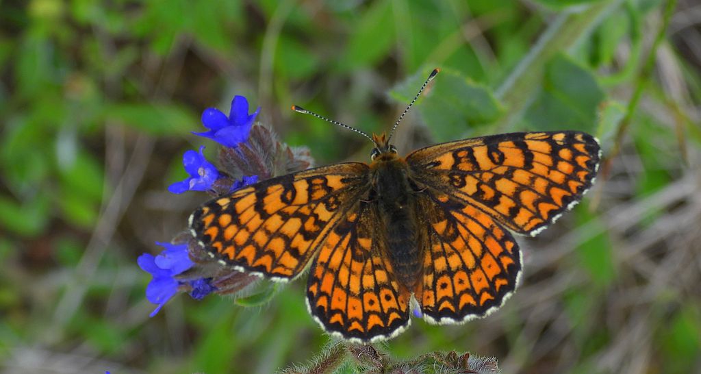Przeplatka cinksia (Melitaea cinxia)