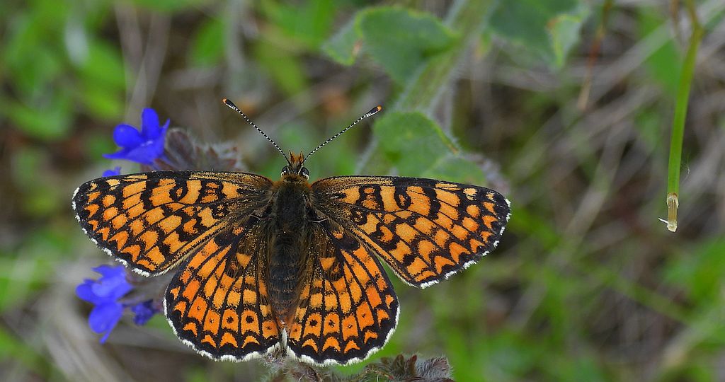 Przeplatka cinksia (Melitaea cinxia)