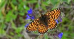 Przeplatka cinksia (Melitaea cinxia)
