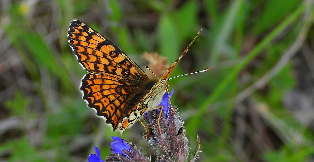 Przeplatka cinksia (Melitaea cinxia)